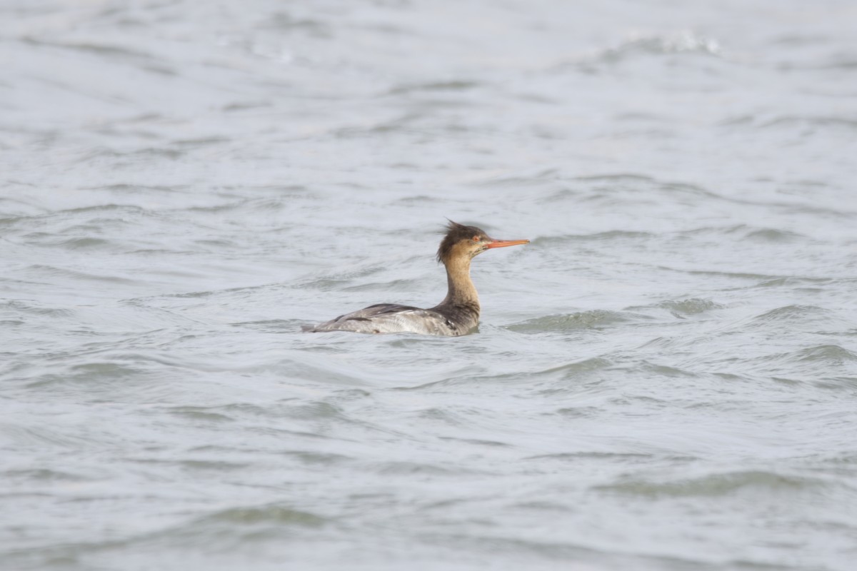 Red-breasted Merganser - ML540090561