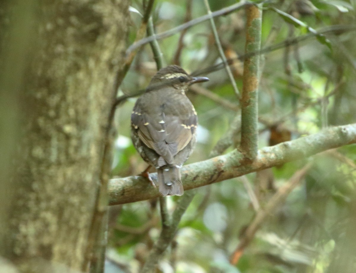 Pied Thrush - Chandrasekar Sekar