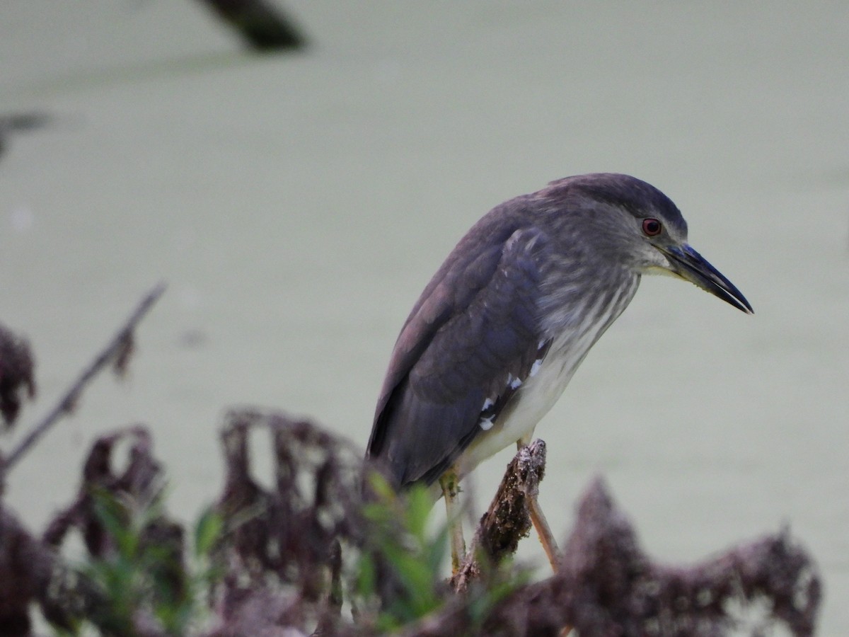 Black-crowned Night Heron - ML540091911