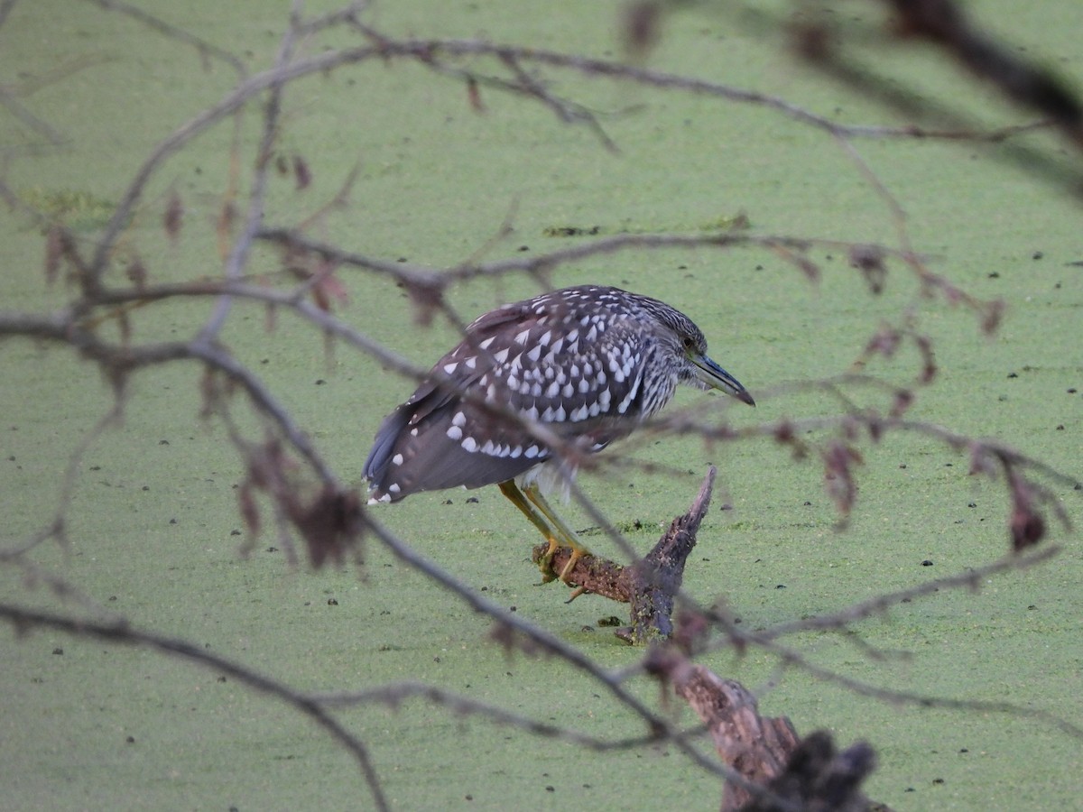 Black-crowned Night Heron - ML540092311