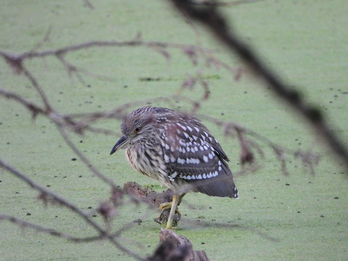 Black-crowned Night Heron - ML540092371