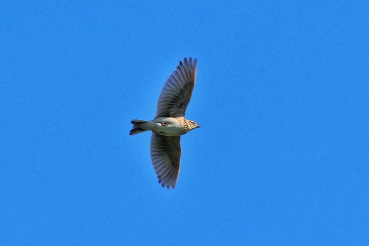Eurasian Skylark (Asian) - ML540092541