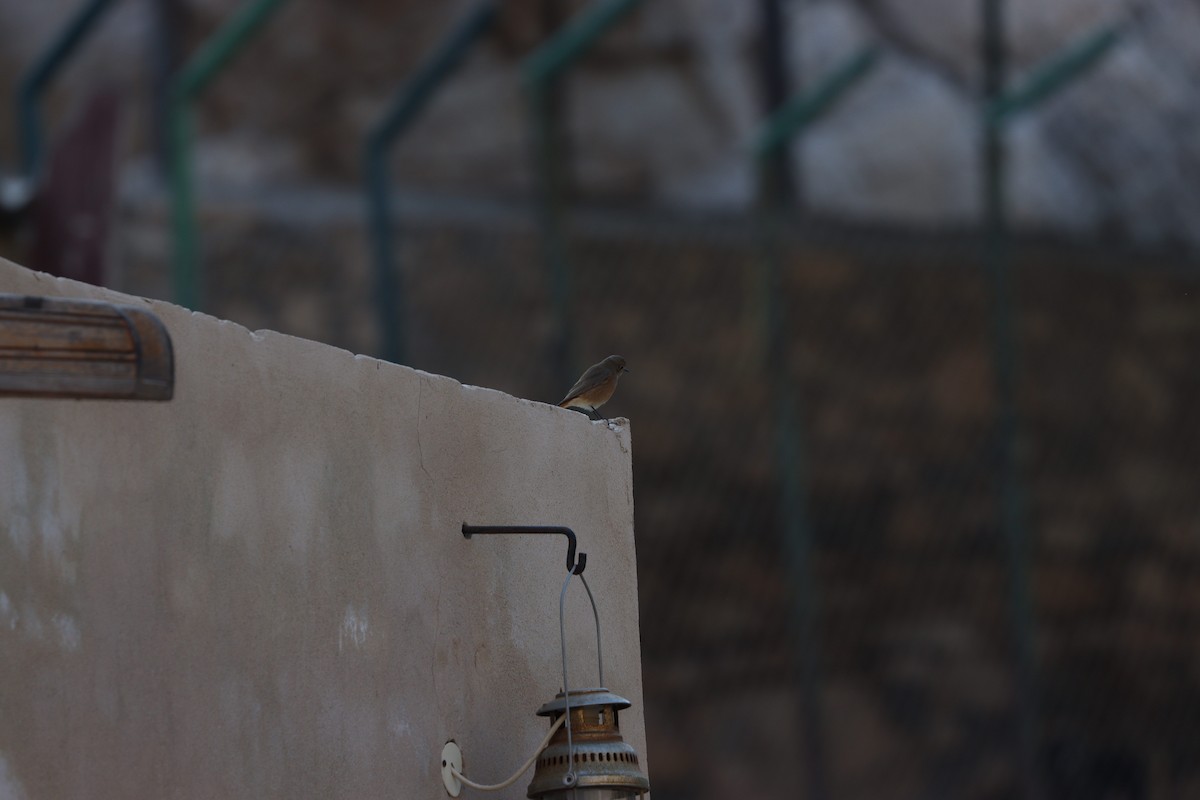 Common/Black Redstart - ML540092711