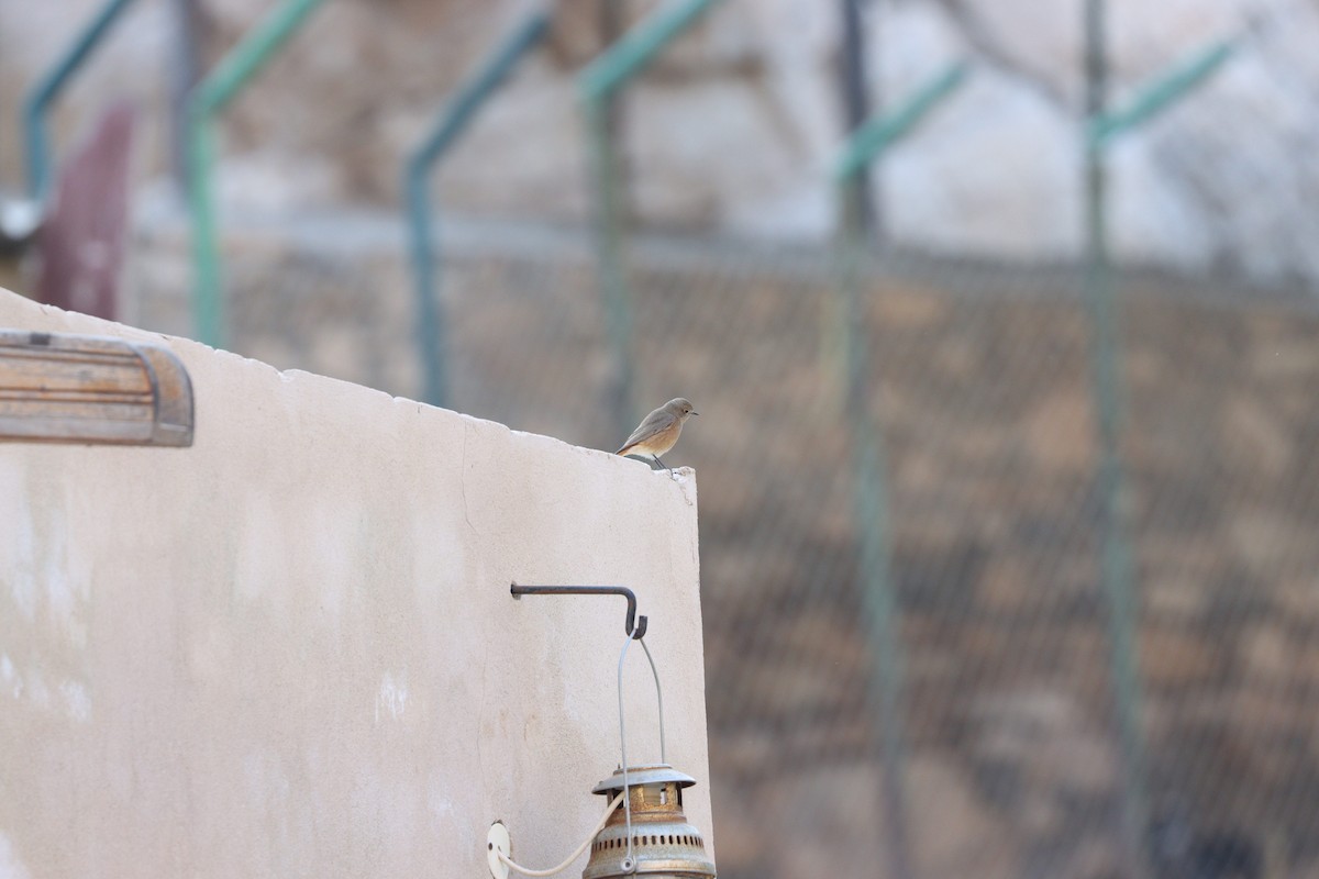 Common/Black Redstart - Aman Mottaqui-Tabar