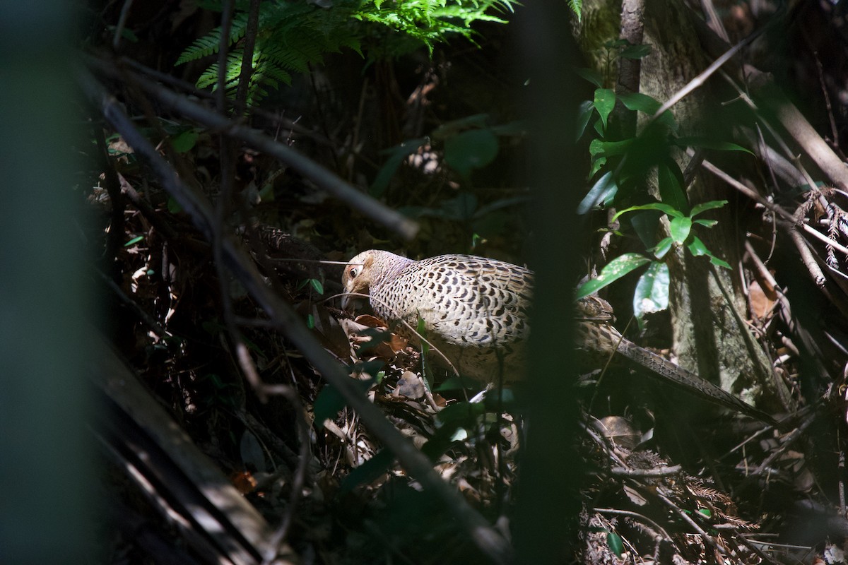 Ring-necked/Green Pheasant - ML540092931