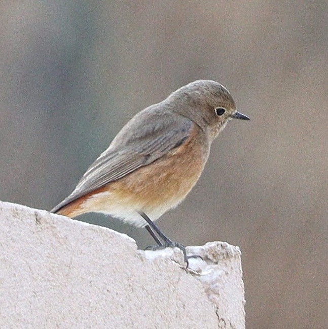 Common/Black Redstart - ML540093021