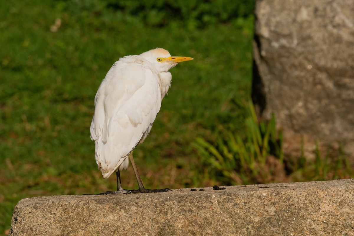 Western Cattle Egret - ML540093411