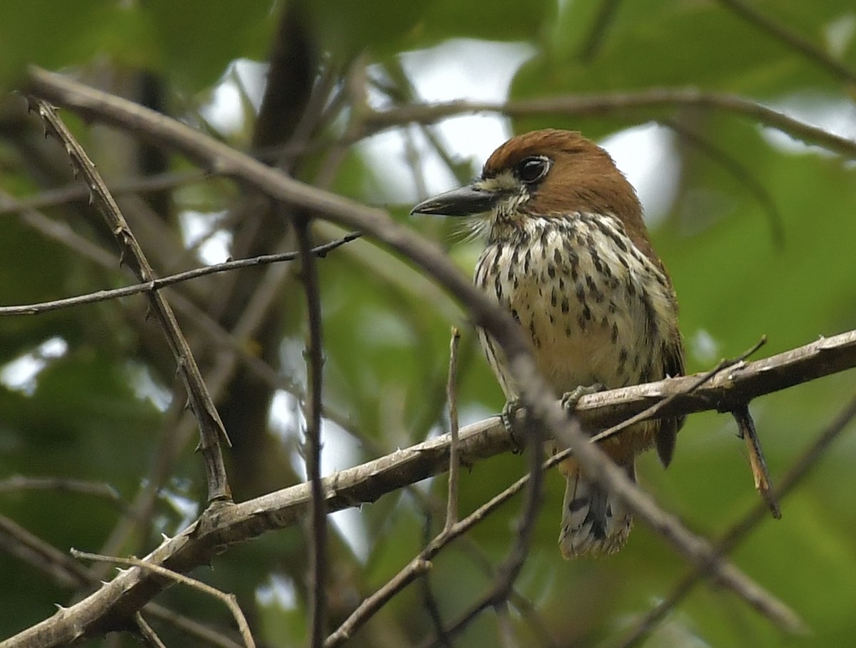 Lanceolated Monklet - ML540093701