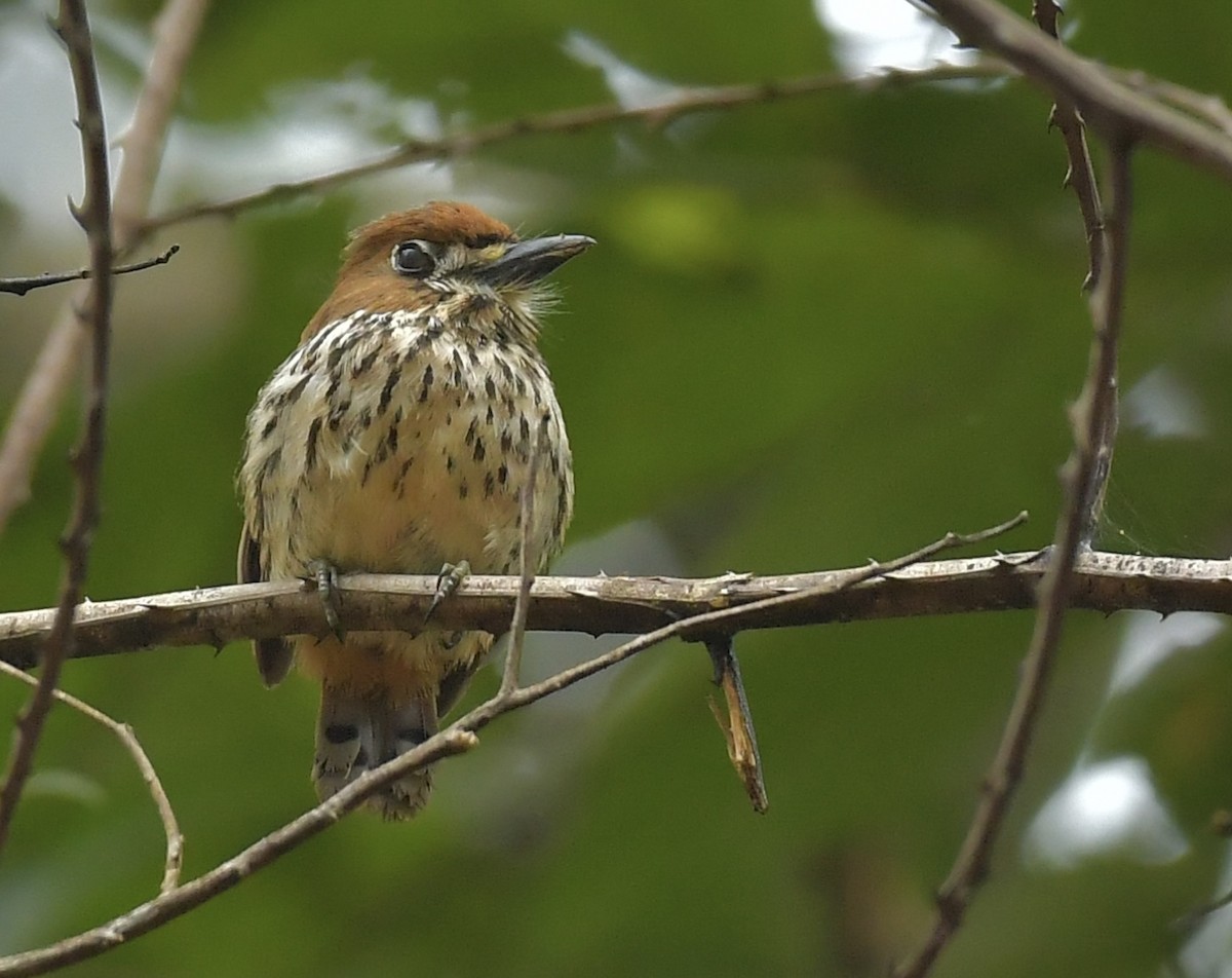 Lanceolated Monklet - Dennis Osorio