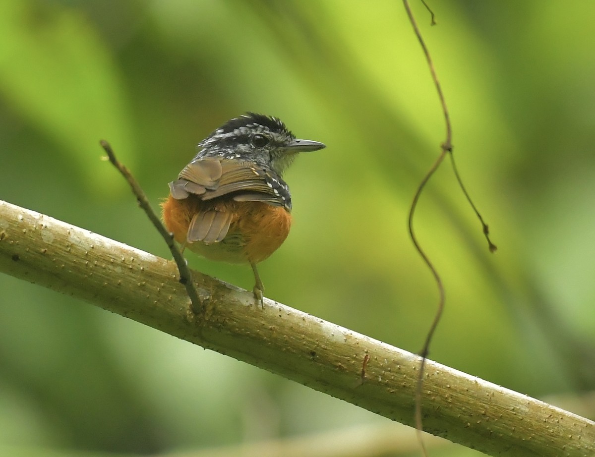 Peruvian Warbling-Antbird - ML540094061