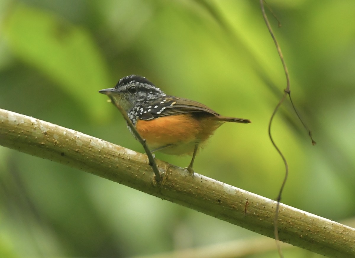 Peruvian Warbling-Antbird - ML540094071