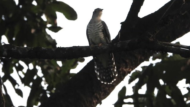 Lesser Cuckoo - ML540095091