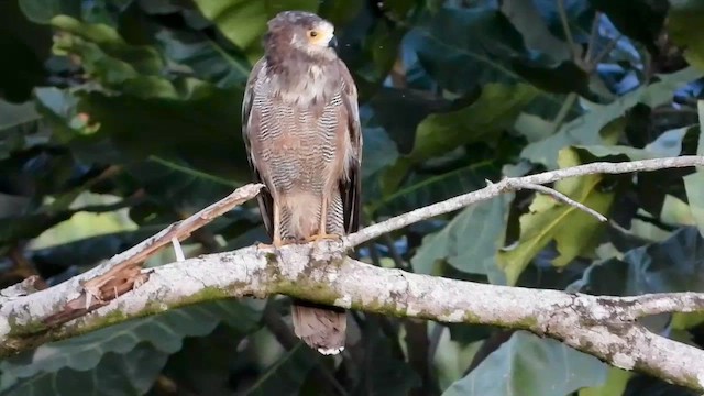 African Harrier-Hawk - ML540095191