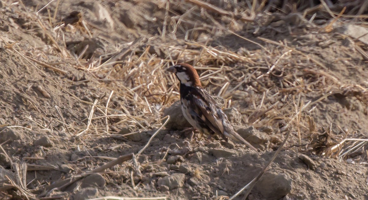 Spanish Sparrow - ML540095531