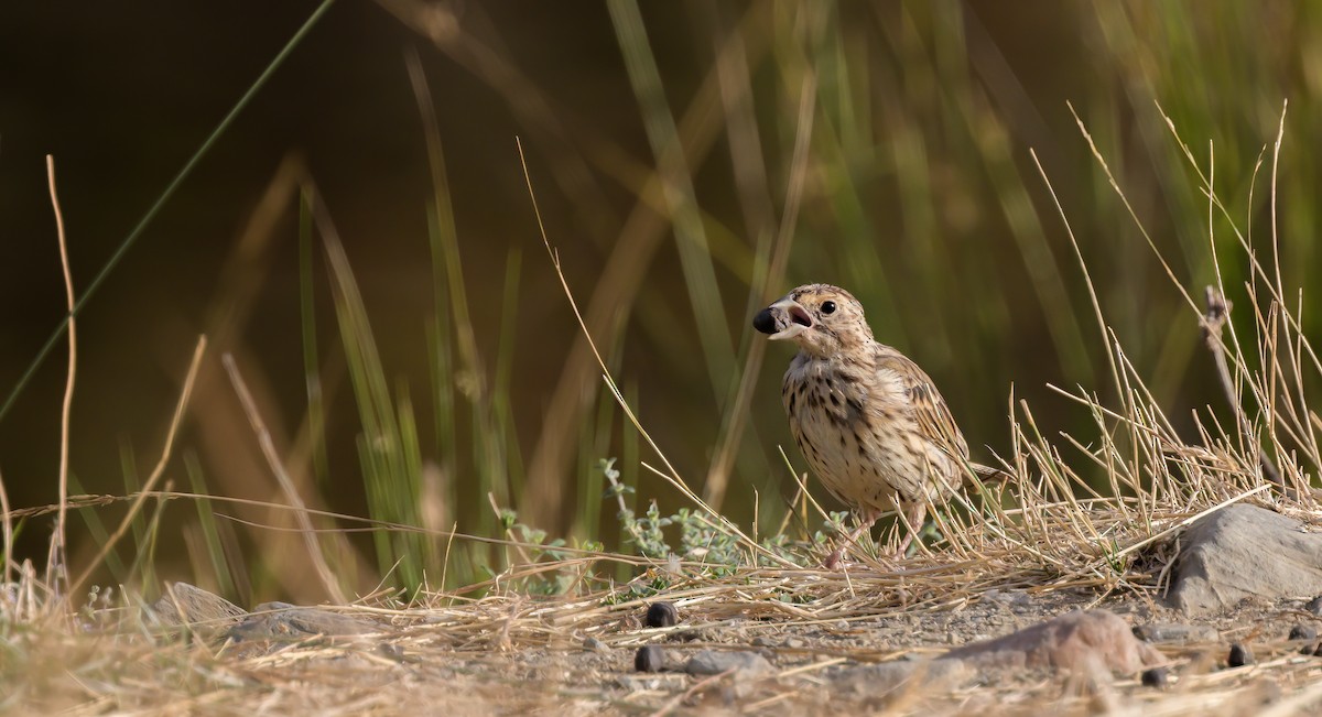 Corn Bunting - ML540095661