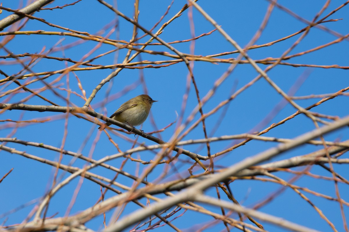 Common Chiffchaff - ML540096141