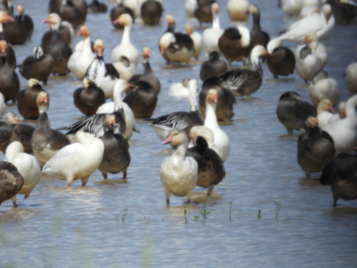 Snow Goose - ML540096251