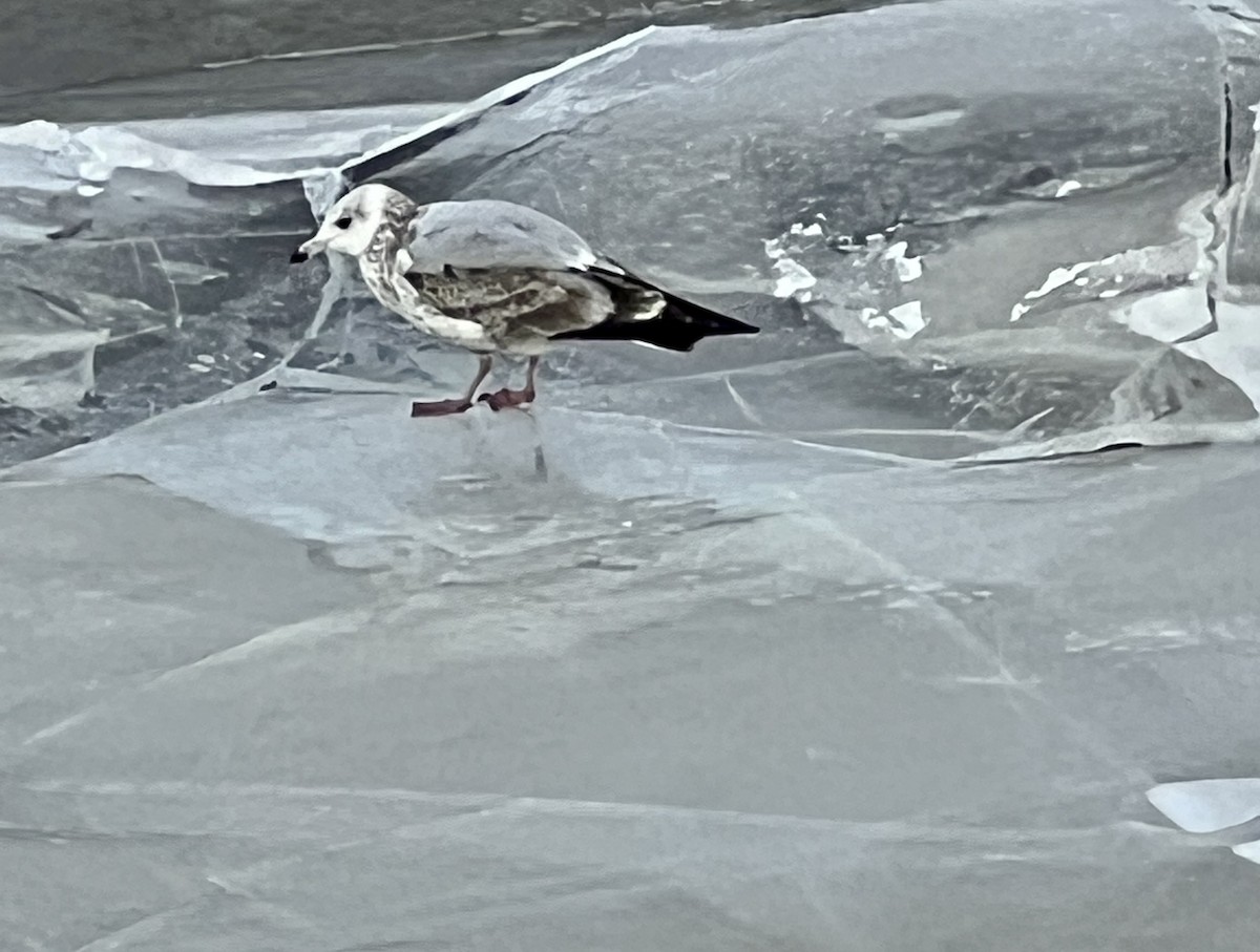 Herring Gull - Craig Kesselheim