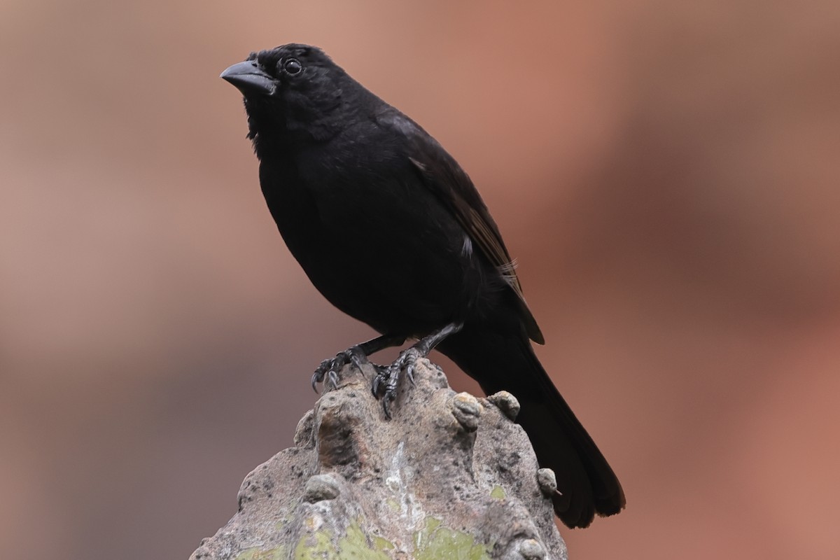 Bolivian Blackbird - Fabio Olmos