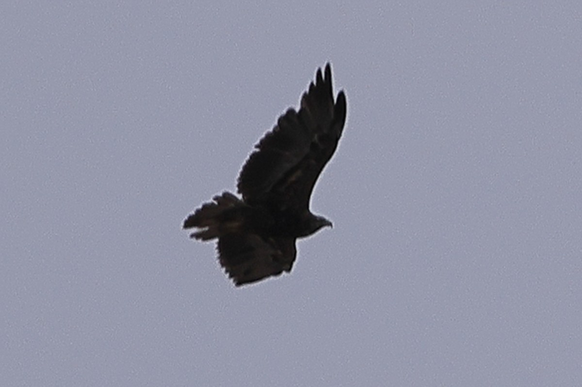 Black-chested Buzzard-Eagle - ML540096991