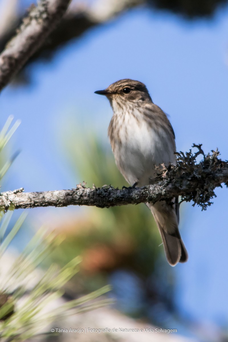 Spotted Flycatcher - ML54009761