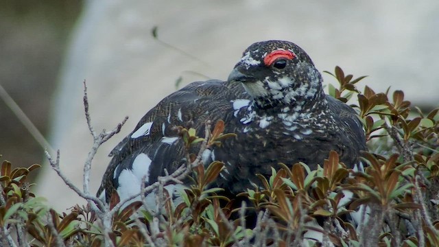 Alpenschneehuhn - ML540098081