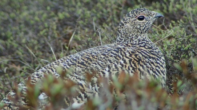 Rock Ptarmigan - ML540098921