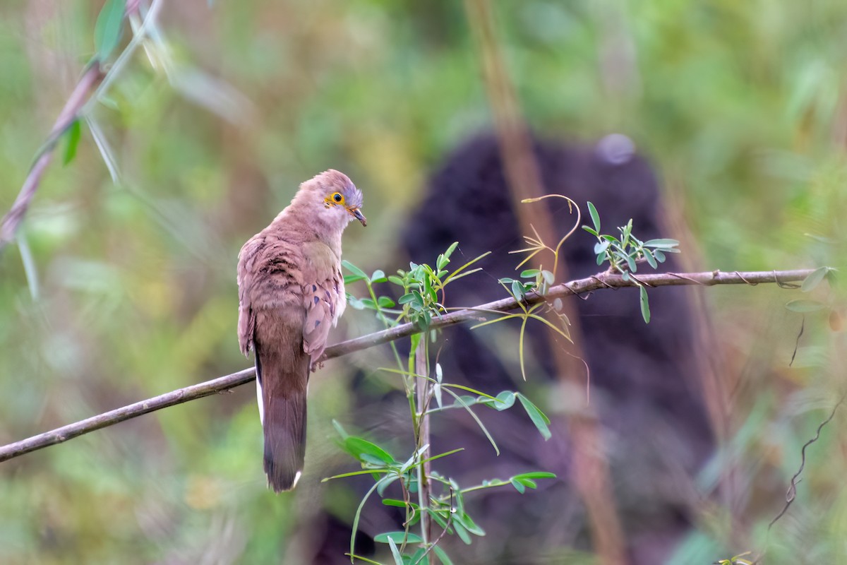 Long-tailed Ground Dove - Marcos Eugênio Birding Guide