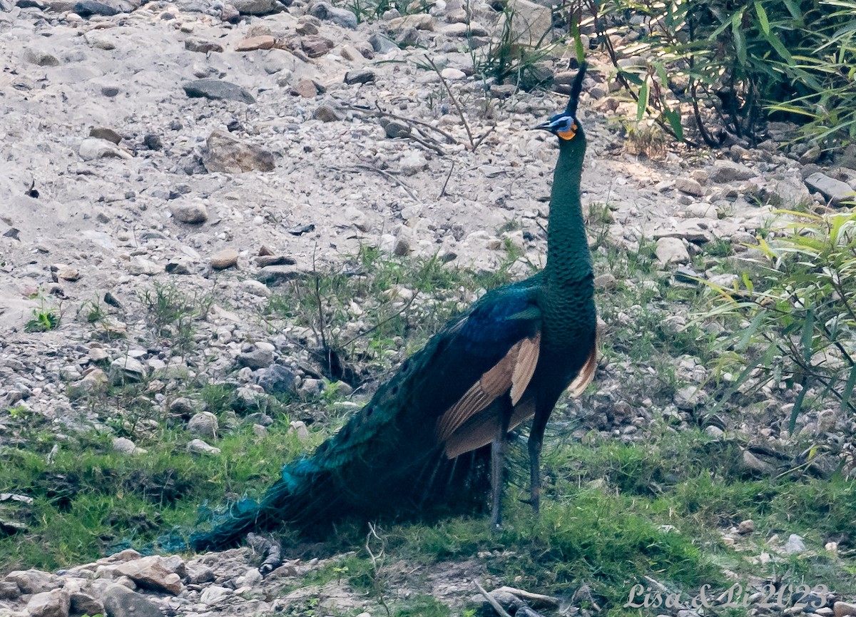 Green Peafowl - ML540100401