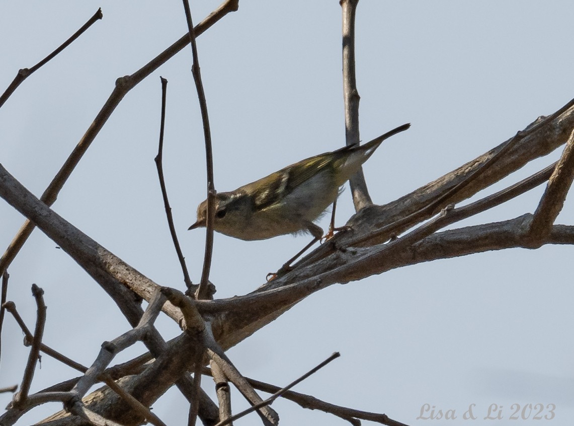 Two-barred Warbler - Lisa & Li Li