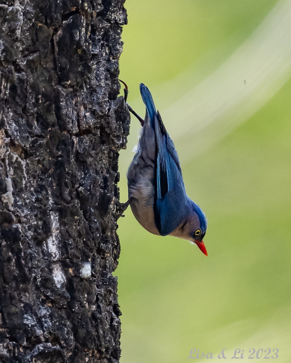 Velvet-fronted Nuthatch - ML540100521