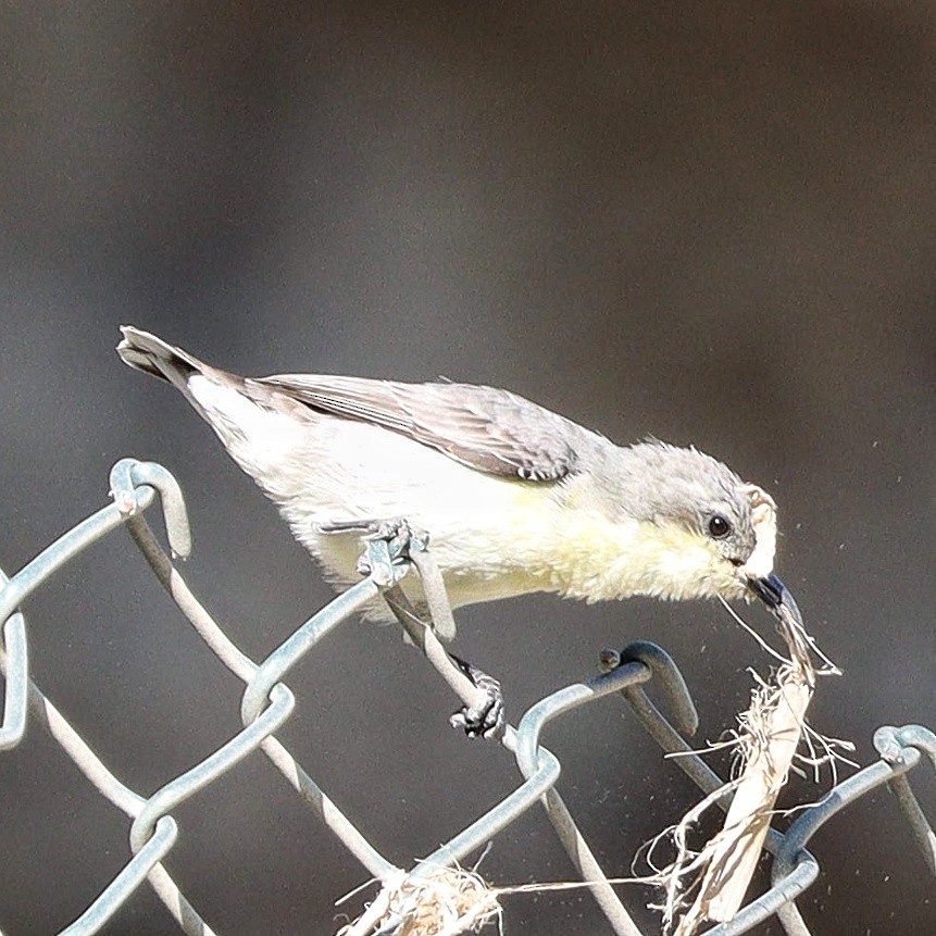 Purple Sunbird - ML540101101