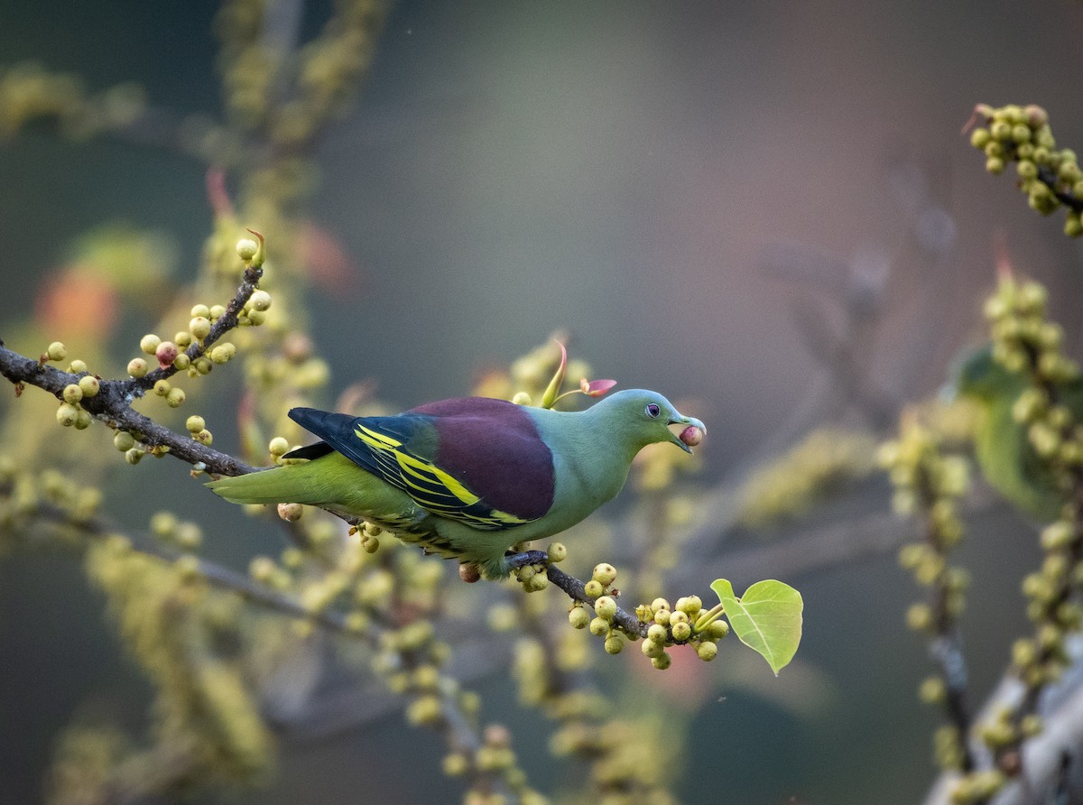 Gray-fronted Green-Pigeon - ML540101201