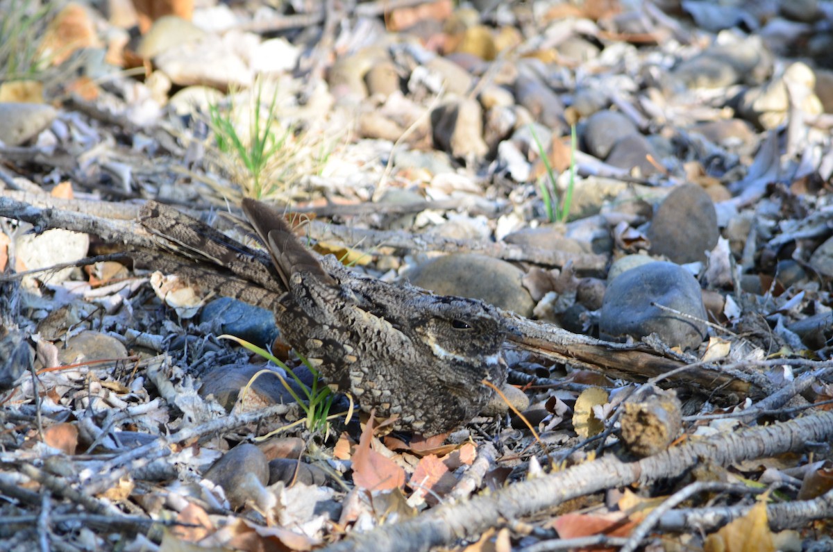 Band-winged Nightjar - MARIO ELOSEGUI