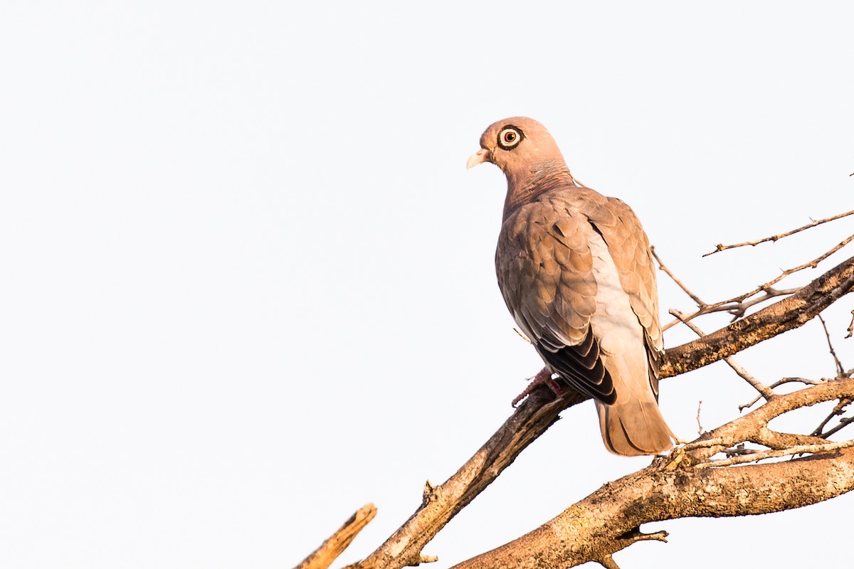 Bare-eyed Pigeon - ML54010221