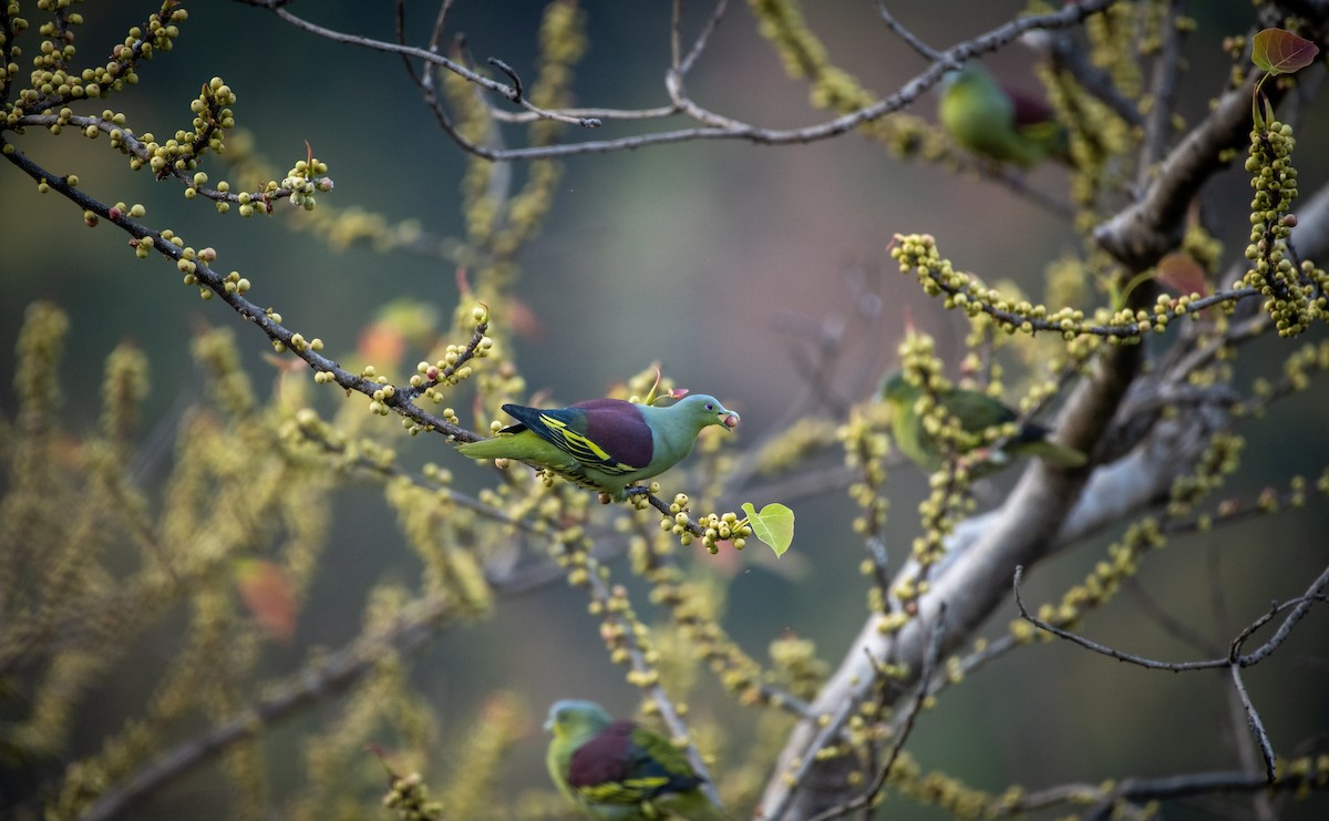 Gray-fronted Green-Pigeon - Ajith P S