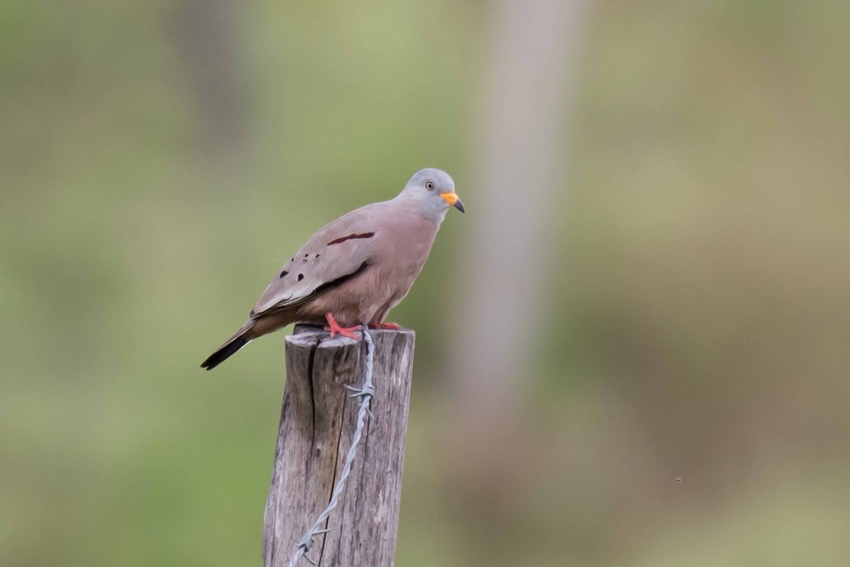 Croaking Ground Dove - ML54010321