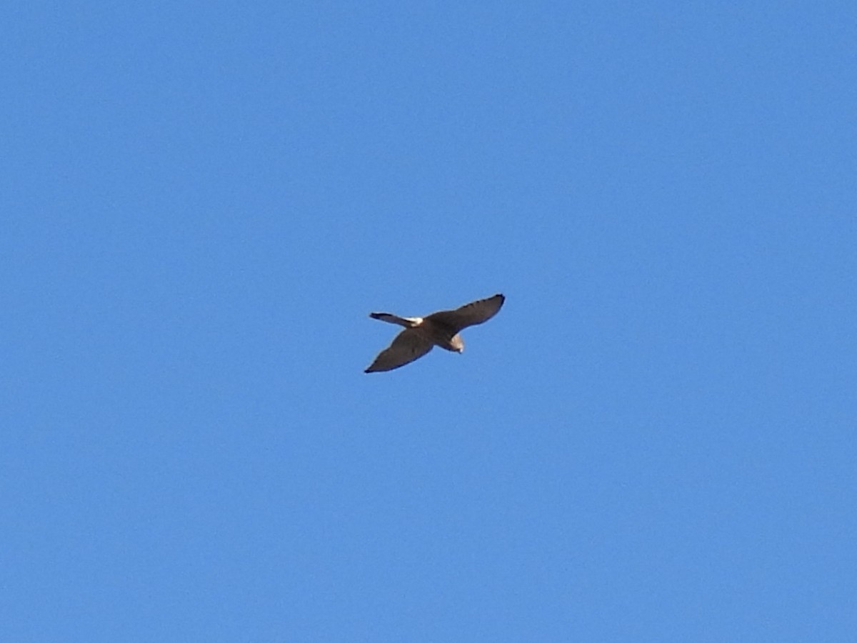 Faucon crécerelle - ML540103221
