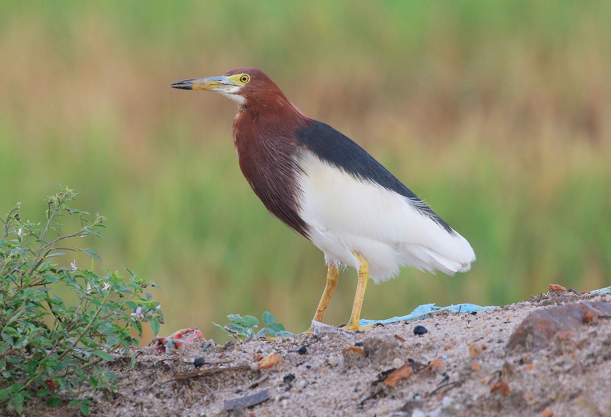 Chinese Pond-Heron - Neoh Hor Kee