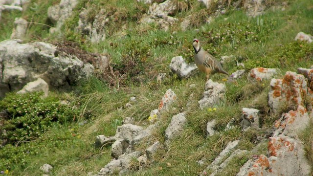 Rock Partridge - ML540104771