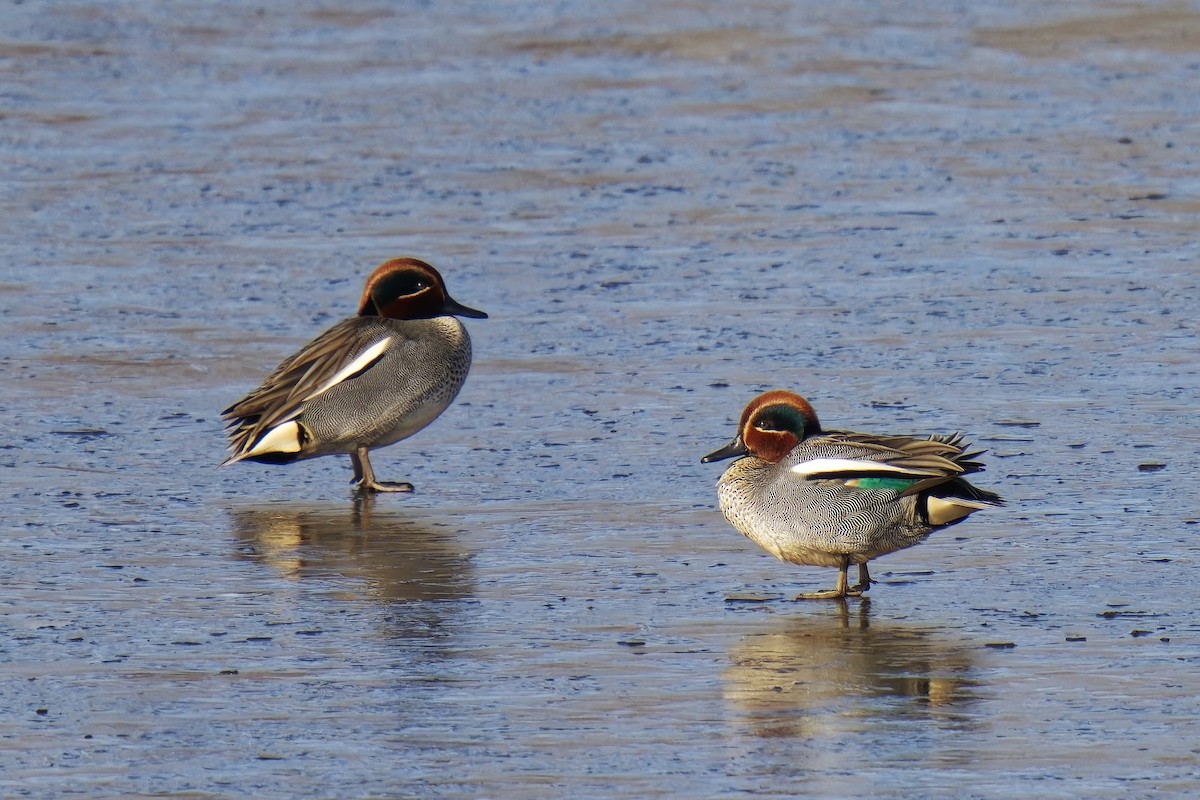 Green-winged Teal - ML540105091
