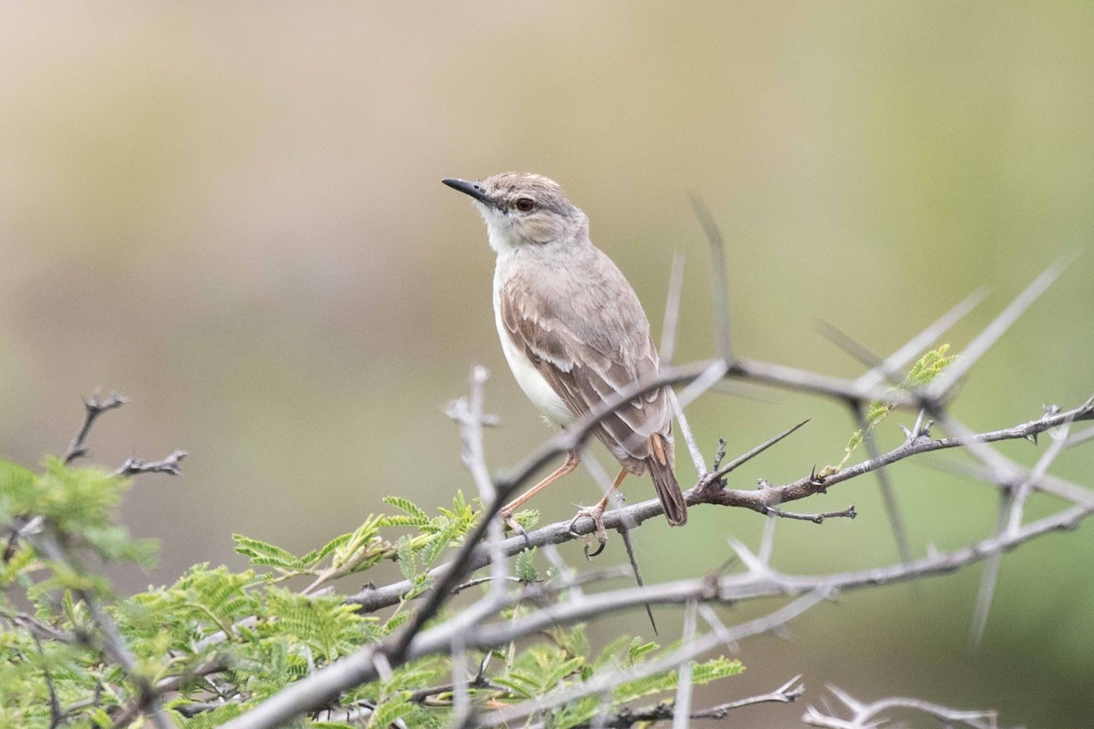 Short-tailed Field Tyrant - ML54010551