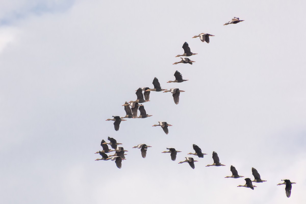 Black-bellied Whistling-Duck - ML540105901