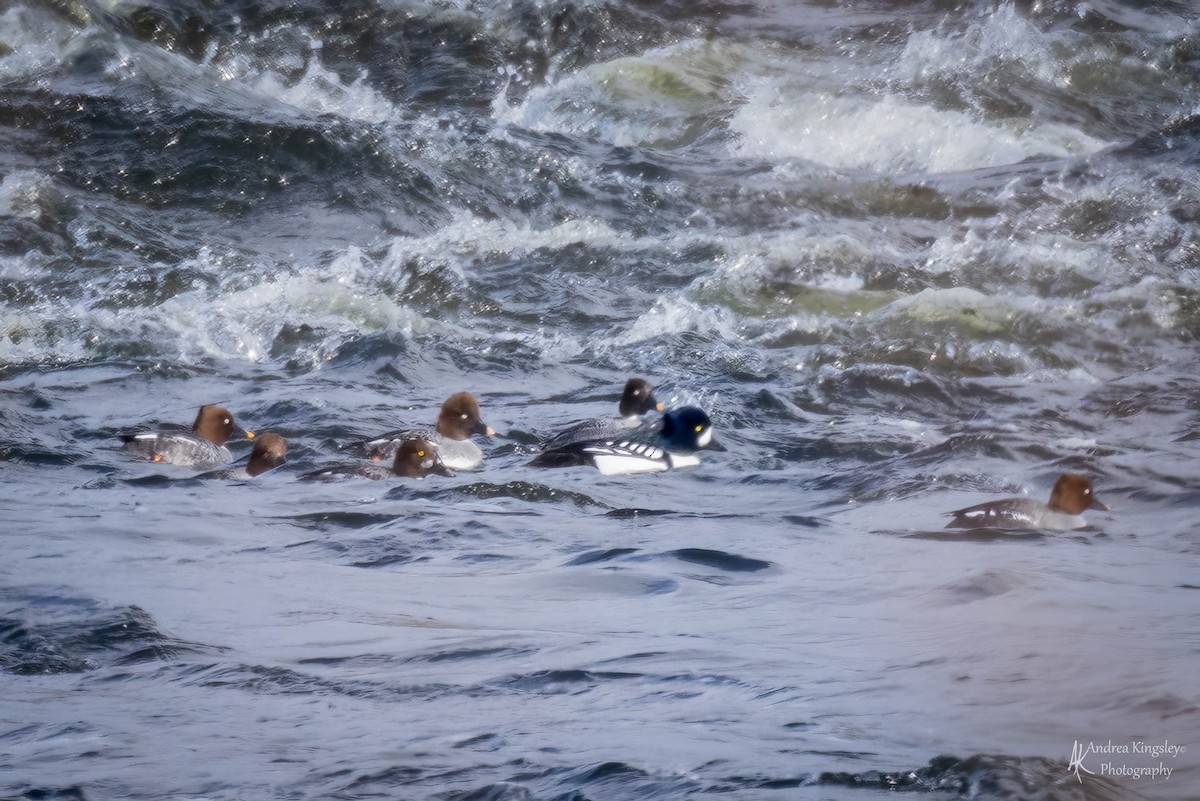 Barrow's Goldeneye - ML540105941