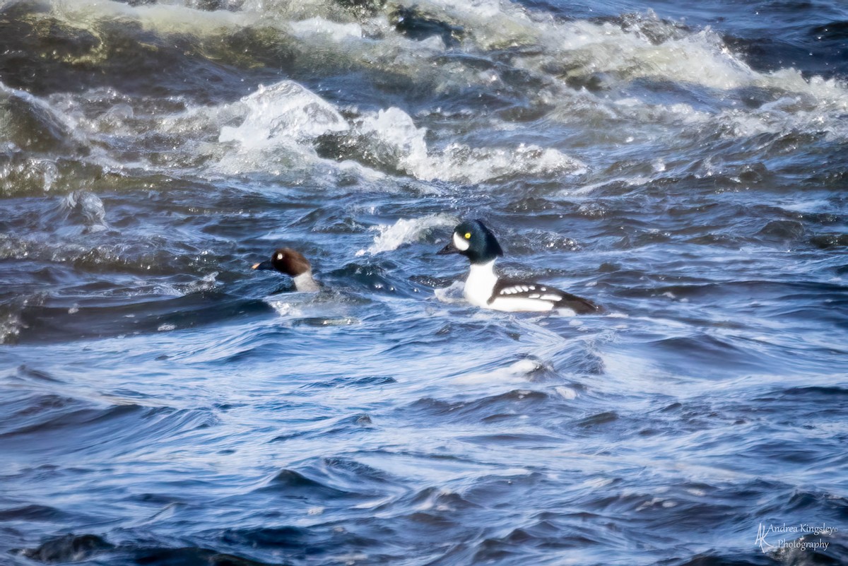 Barrow's Goldeneye - ML540105951