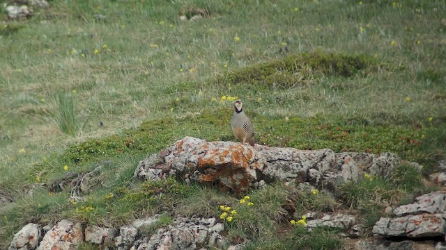 Rock Partridge - ML540105971