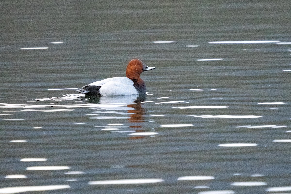 Common Pochard - ML540107311