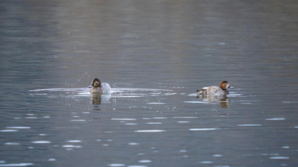 Common Pochard - Holger Schneider