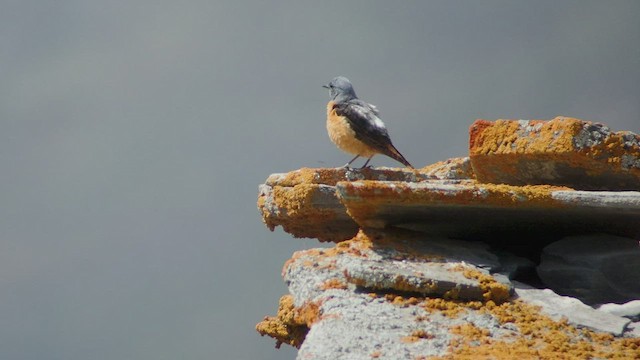 Rufous-tailed Rock-Thrush - ML540108961