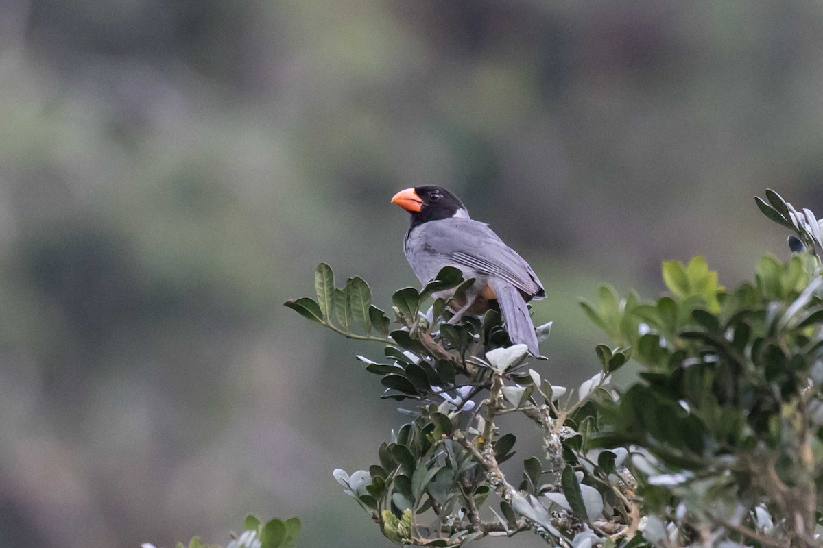 Black-cowled Saltator - Linda Rudolph